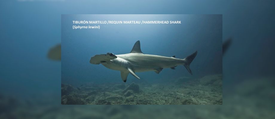 Santuario de fauna y flora Malpelo