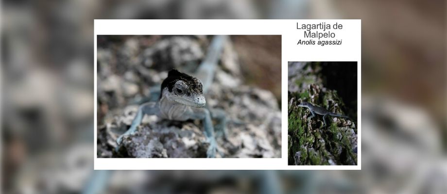 Santuario de fauna y flora Malpelo